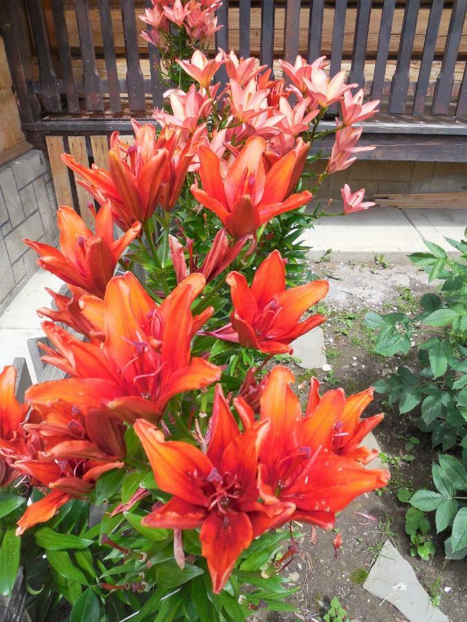 Homestay Pod Cyrlica U Jozi Chocholow